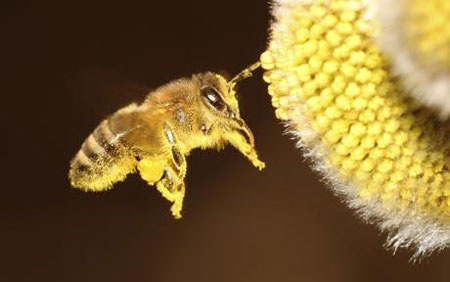Выбрось мобильник — спаси пчелу