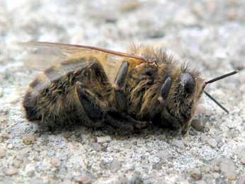 Пчелогеддон или есть ли жизнь после пчёл