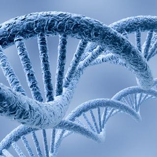 Ваш геном может рассказать всю историю человеческого рода