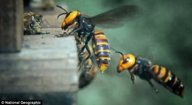 Азиатские осы убивают европейских пчел