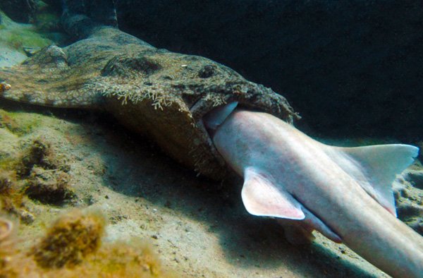 Ученые сфотографировали акулу-каннибала