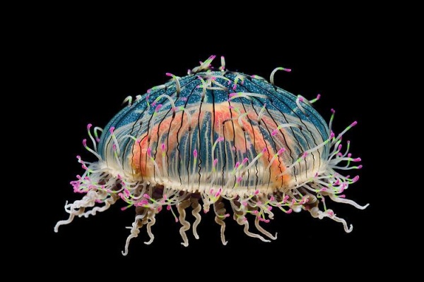 Страшно красивые медузы