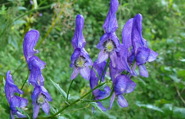 Аконит – синий цветок смерти