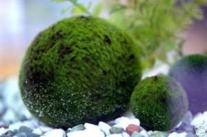 Зеленые шары – таинственная находка на побережье Хэмптона