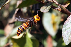 Пчела-тигр (Vespa Mandarinia)