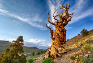 Мафусаил – старейшее дерево на планете