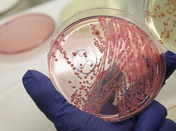 Исследователи нашли новый штамм «плотоядных» бактерий, которые легко могут распространиться  по всему миру