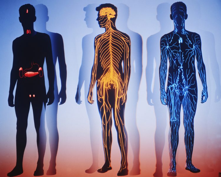 Узнайте себя лучше: 38 малоизвестных фактов о человеческом теле