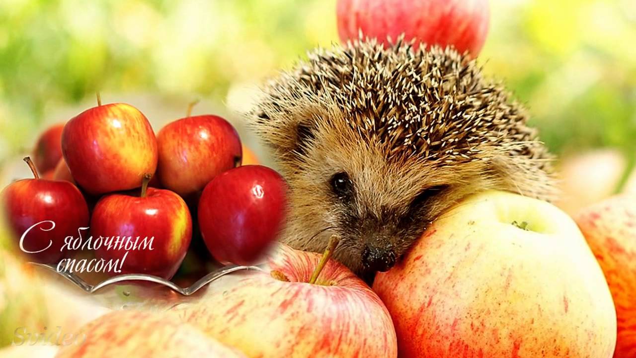 Яблочный спас-2016: что нельзя делать на Преображение Господне