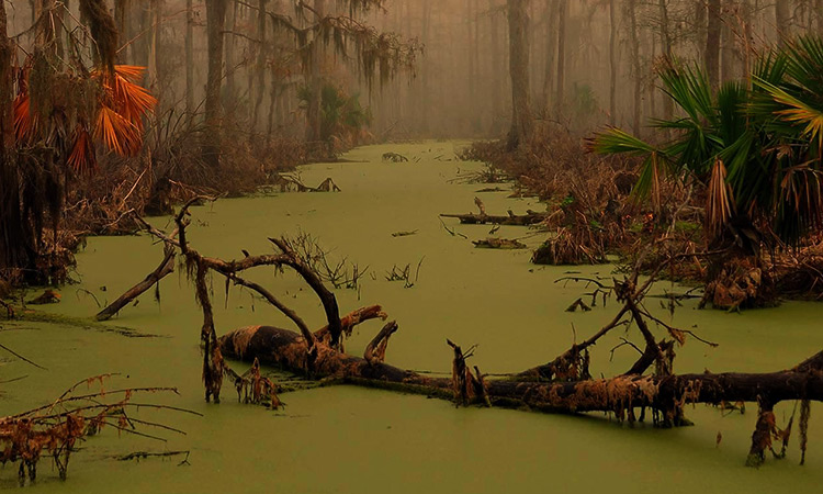 Болота призраков – Манчак в Луизиане