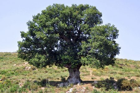 800px-oak_tree_in_corsica