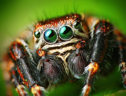 flickr-lukjonis-male-jumping-spider-evarcha-arcuata-set-of-pictures