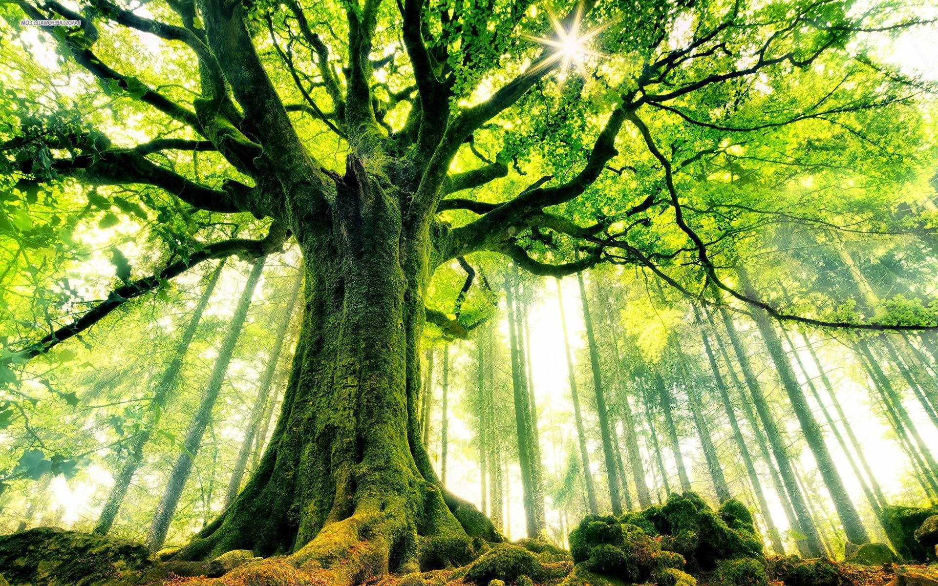 Практическая философия деревьев: на каком языке они общаются и чем похожи на людей
