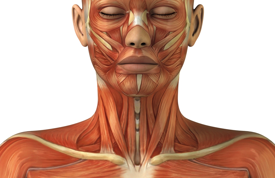 Мышцы головы и туловища. Анатомия человека мышцы лица шеи головы. Мышцы лица анатомия. Мышцы шеи. Мышцы лица и шеи анатомия.