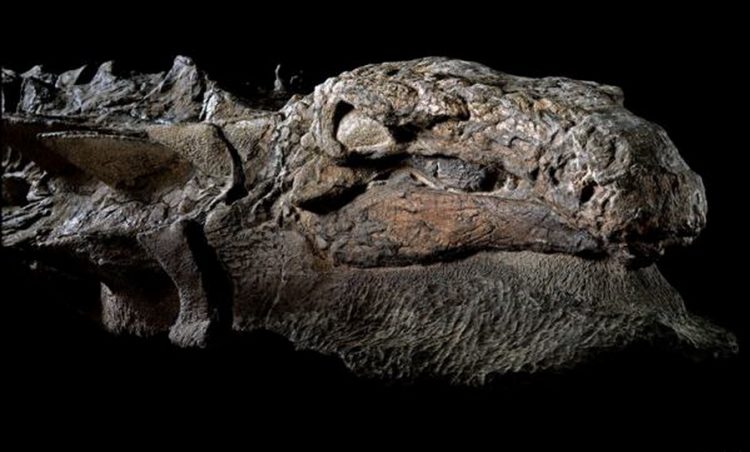 Уникальная находка ученых — мумия динозавра
