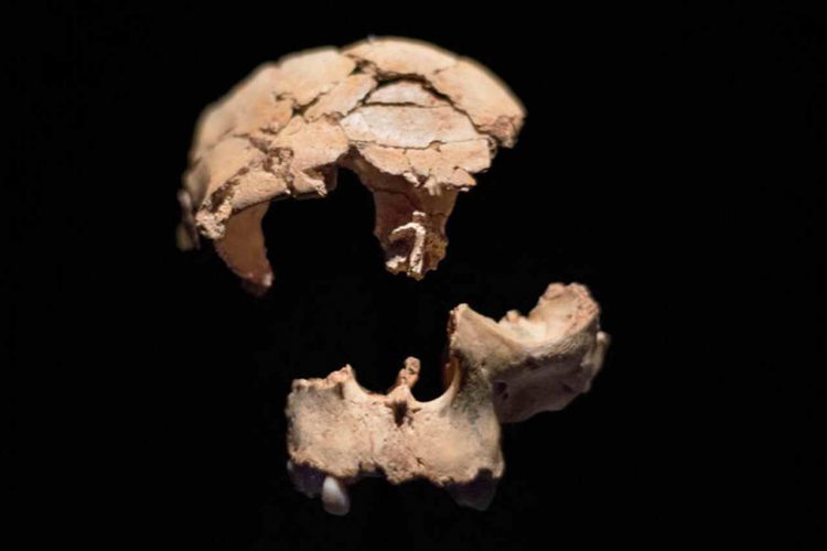 Древний человек был каннибалом: найден зуб, открывающий необычные наклонности гомининов