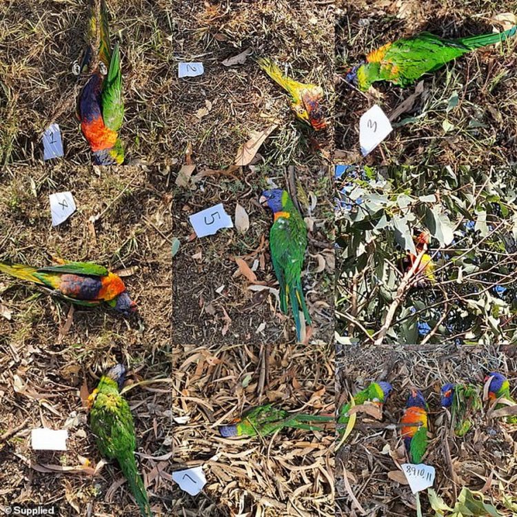 Сотни птиц падают мертвыми с неба в Австралии