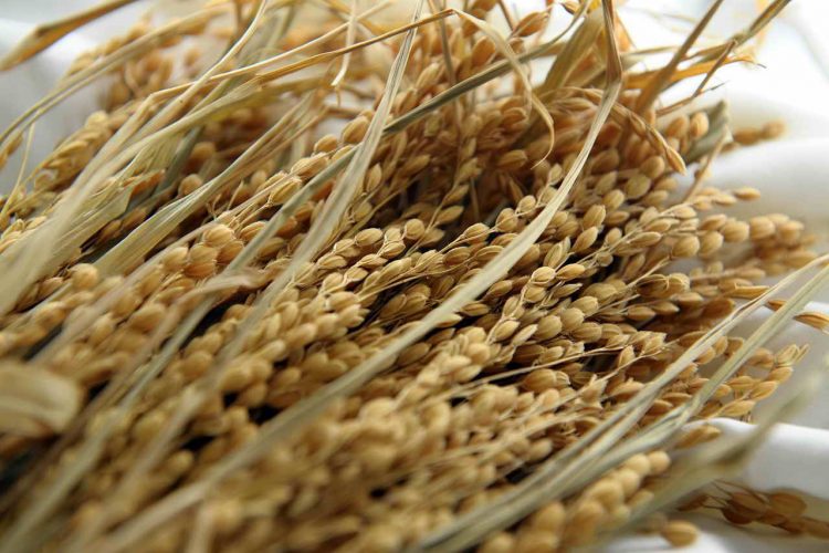 Рис травит людей мышьяком: ученые призывают маркировать рис, чтобы предупредить об опасности