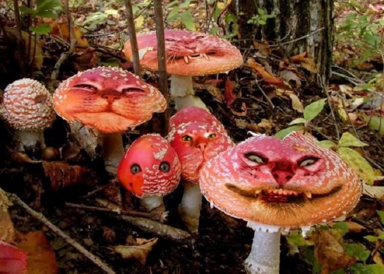 Самая большая тайна грибов