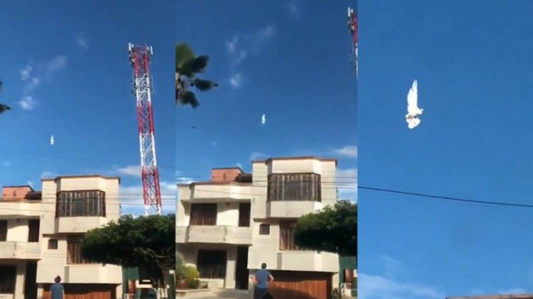 В Колумбии запечатлели на видео, зависшего в небе белого голубя