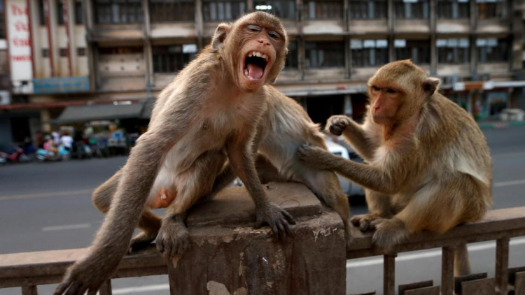 8 тысяч обезьян захватили город в Таиланде: животные держат людей в страхе