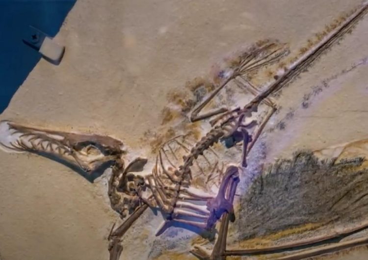 Новый уникальный вид птерозавра обнаружили в Марокко