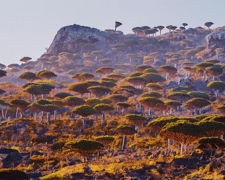 Сокотра: уникальный остров с неземной природой