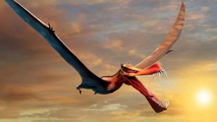 Ученые нашли останки гигантского летающего динозавра в Австралии