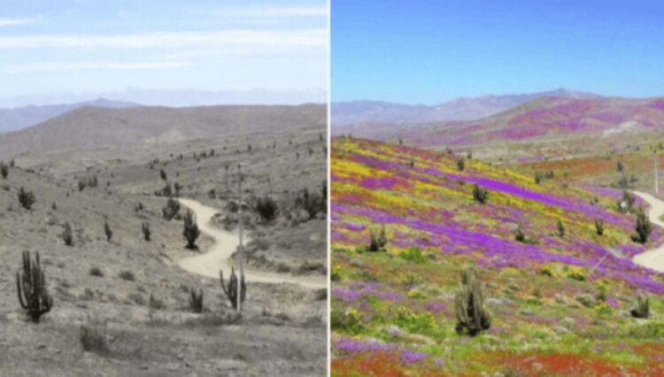 Чилийцы радуются цветению страшной пустыни, но для плясок нет поводов в перспективе.