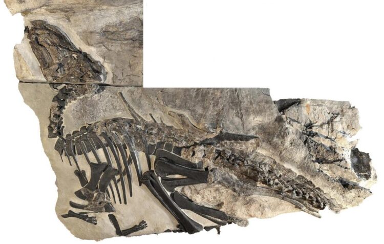 Множество останков динозавров нашли в Италии